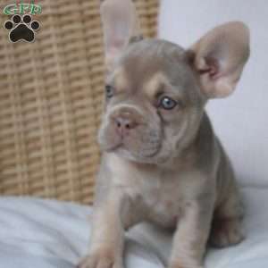 Lassie, French Bulldog Puppy